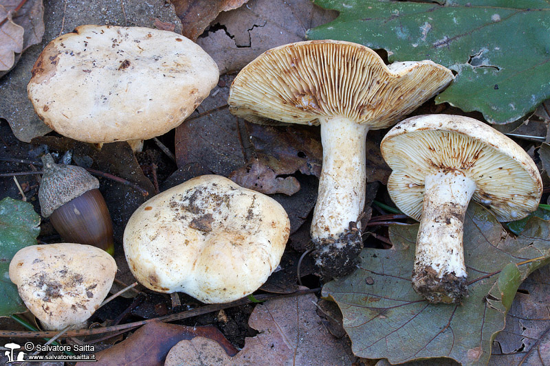 Lactarius luteolus foto 3