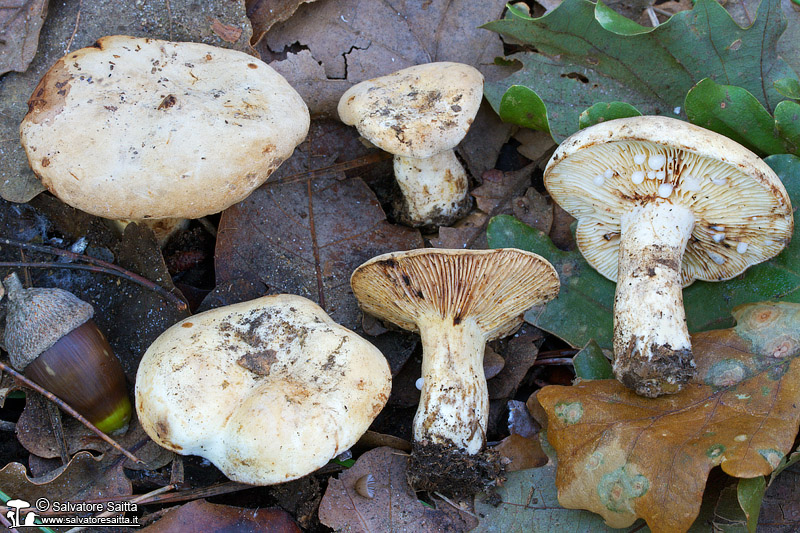 Lactarius luteolus foto 3b