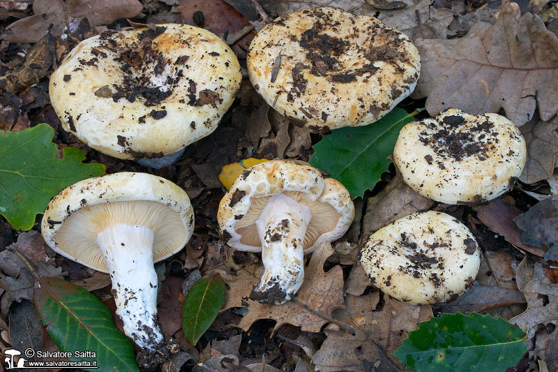 Lactarius mediterraneensis foto 1