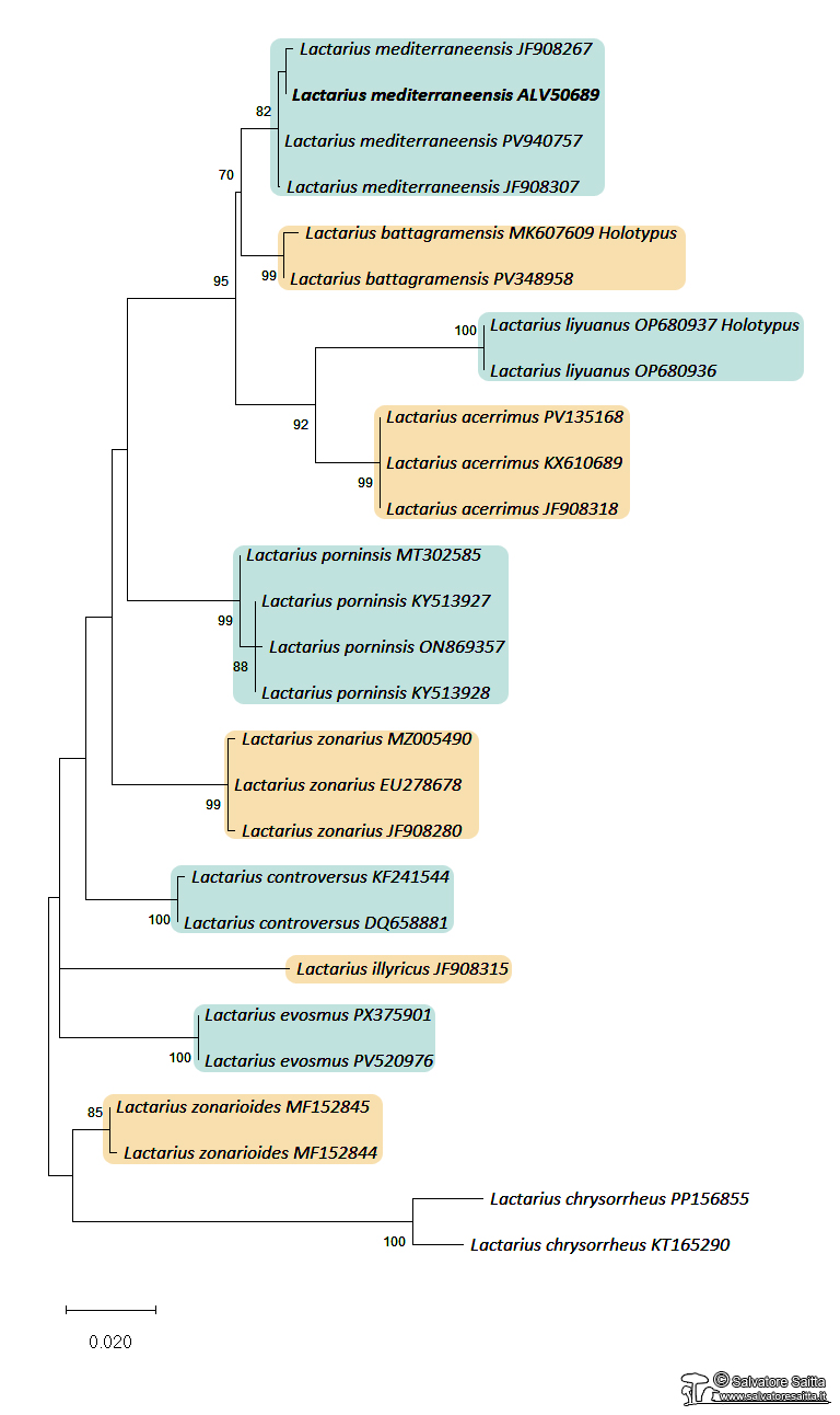 Lactarius mediterraneensis albero filogenetico foto 1