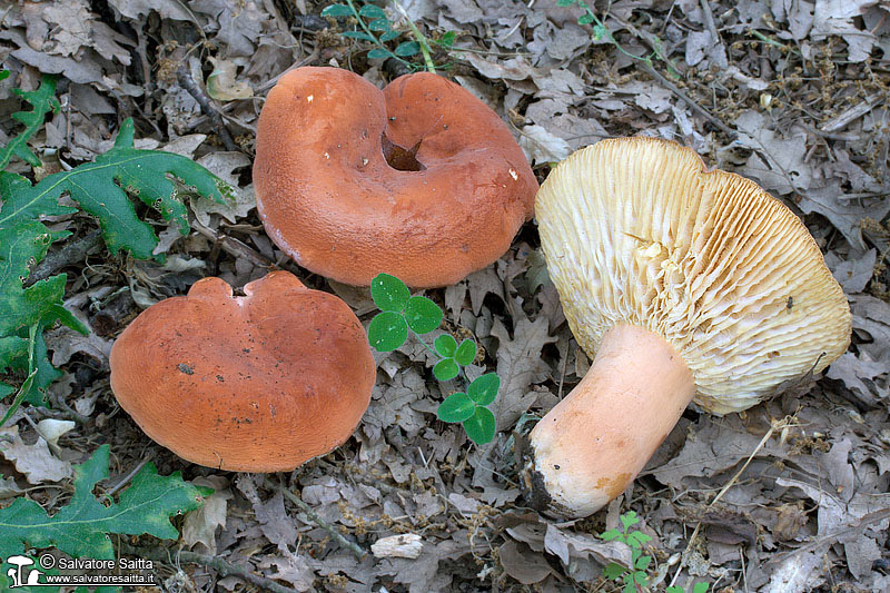 Lactarius rugatus foto 1