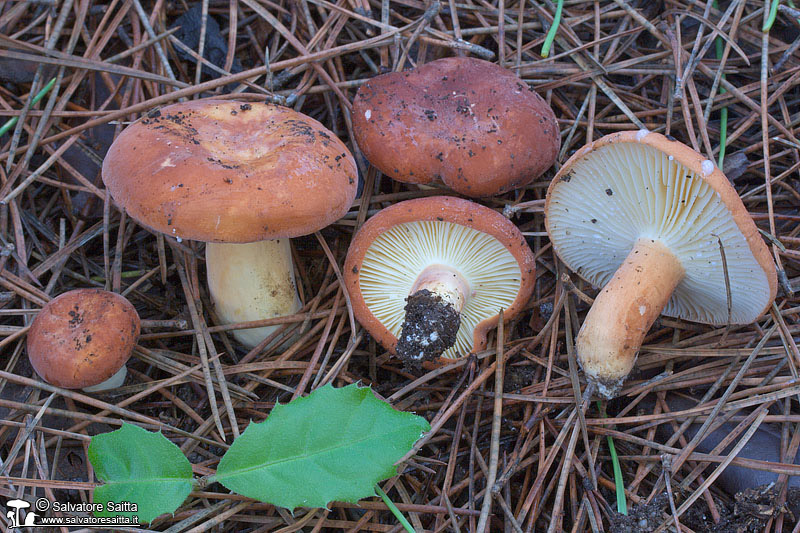 Lactarius rugatus foto 2