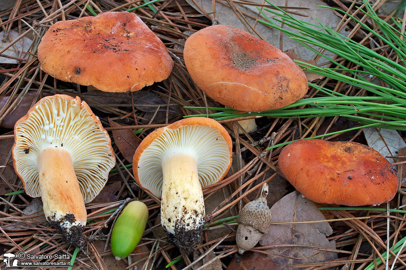 Lactarius rugatus foto 3