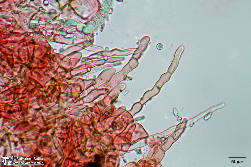Lactarius rugatus cuticola foto 1
