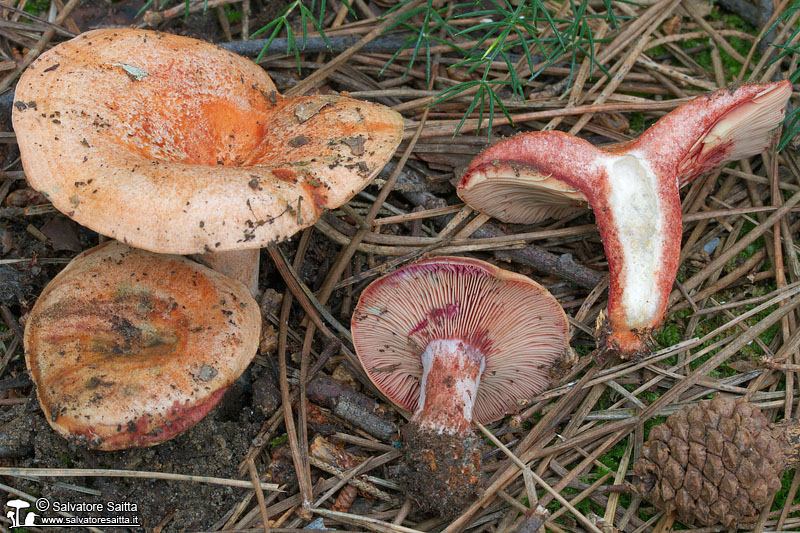 Lactarius vinosus foto 4