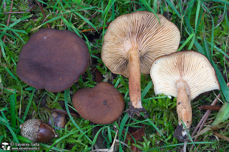 Lactarius subumbonatus foto 2