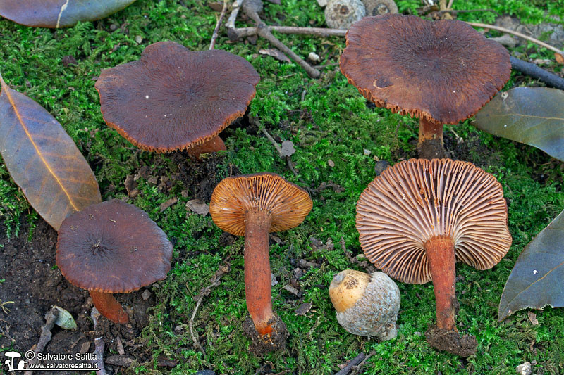 Lactarius subumbonatus foto 3