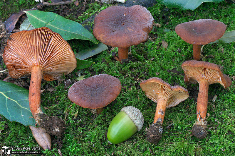 Lactarius subumbonatus foto 4