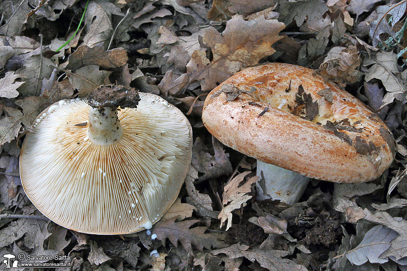 Lactarius zonarius foto 1