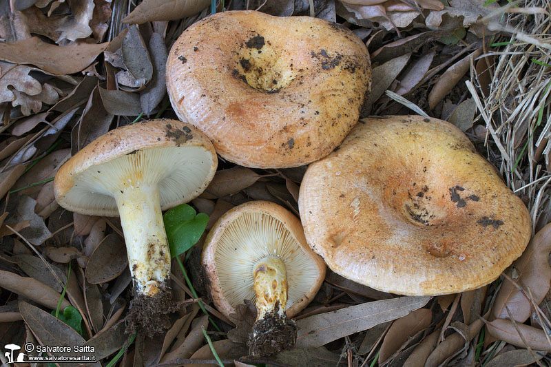 Lactarius zonarius foto 2