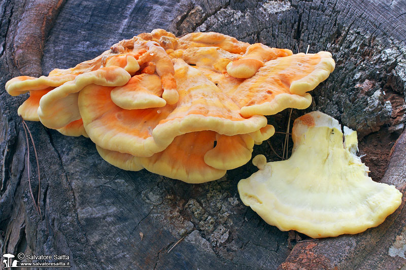 Laetiporus sulphureus foto 1