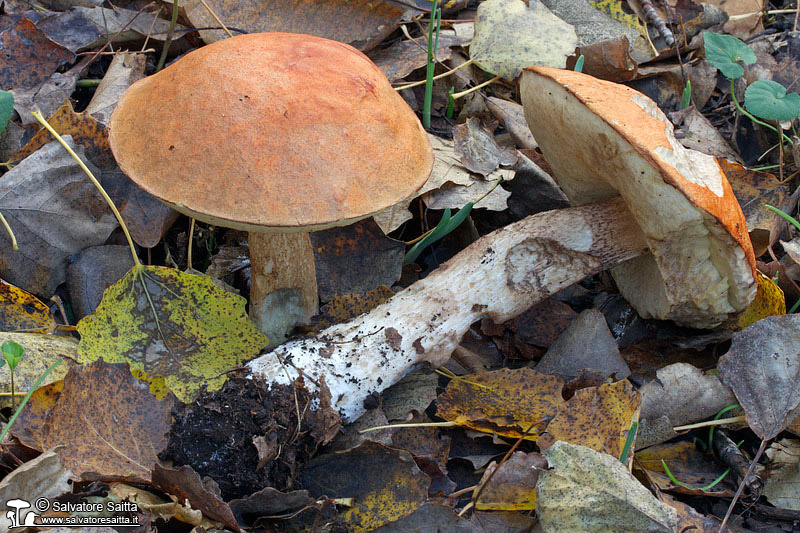 Leccinum aurantiacum foto 1