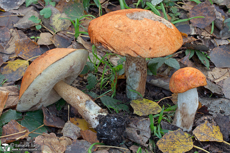 Leccinum aurantiacum foto 2