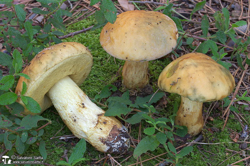 Leccinum corsicum foto 1