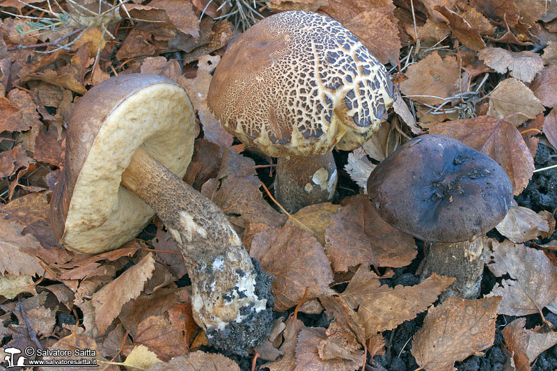 Leccinum scabrum foto 1