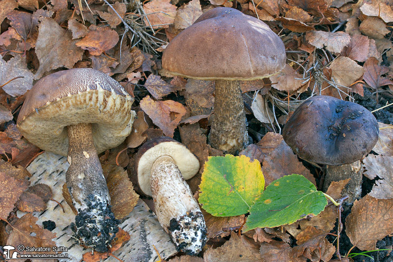 Leccinum scabrum foto 2