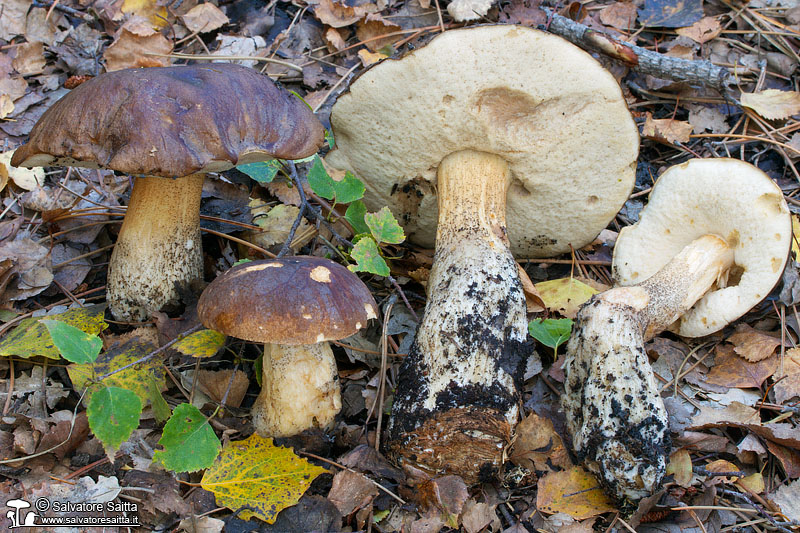 Leccinum scabrum foto 3