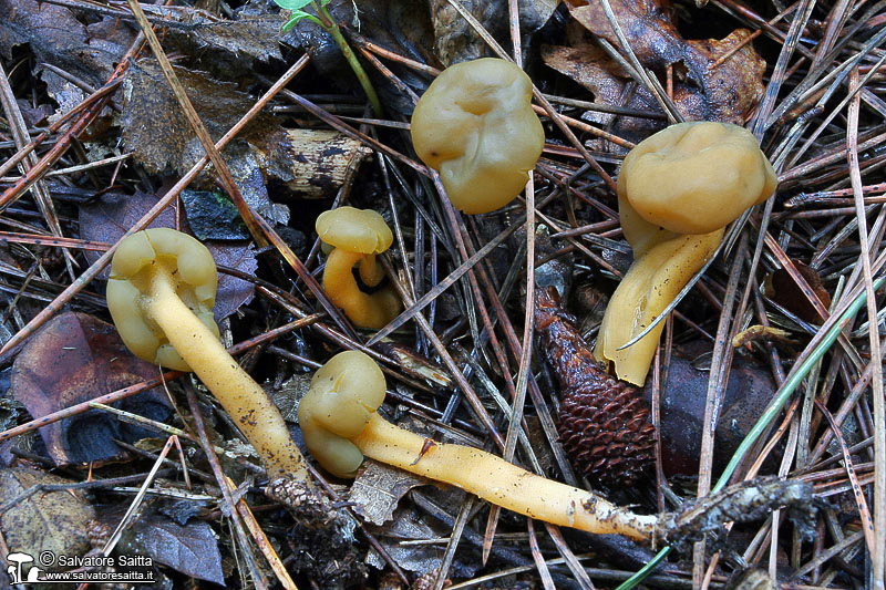 Leotia lubrica foto 2