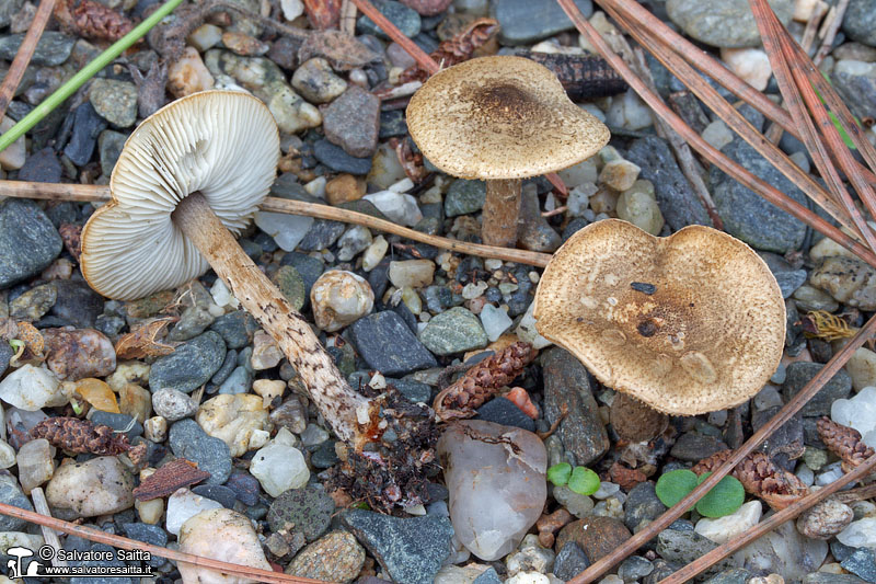 Lepiota griseovirens foto 1