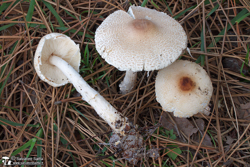 Lepiota ignivolvata foto 1