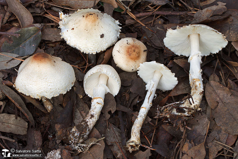 Lepiota ignivolvata foto 2