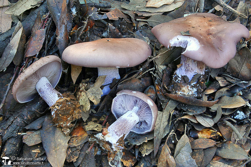 Lepista nuda foto 1