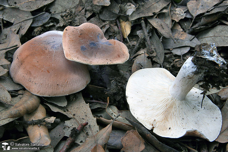 Leucopaxillus gentianeus foto 1