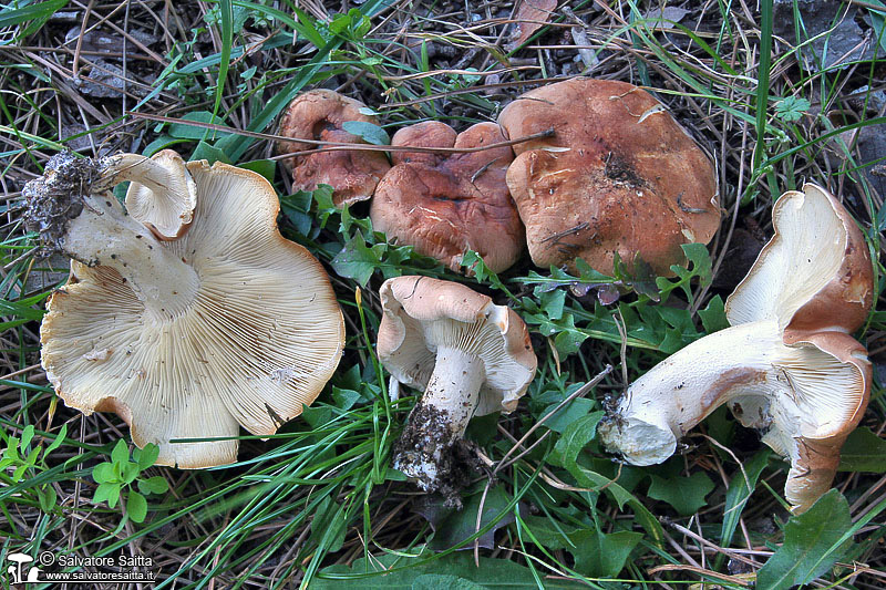 Leucopaxillus gentianeus foto 2