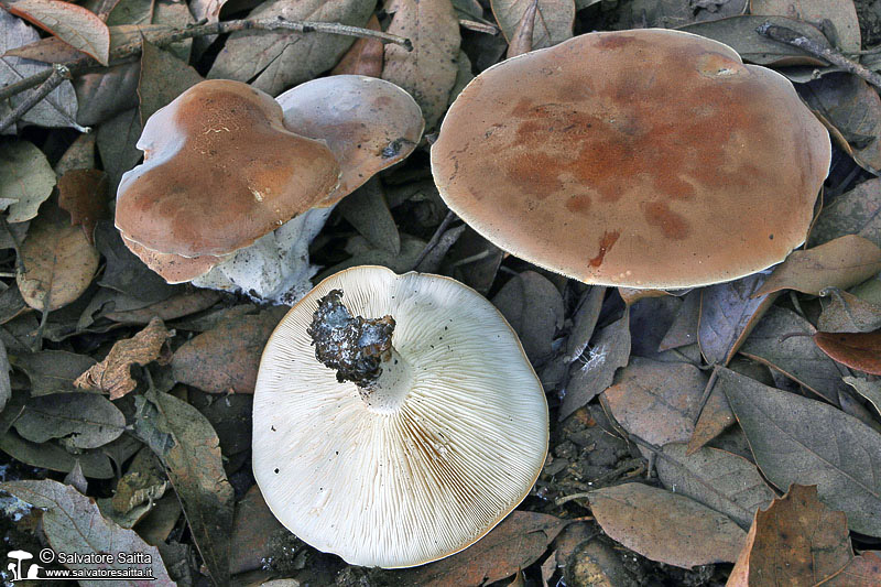 Leucopaxillus gentianeus foto 3