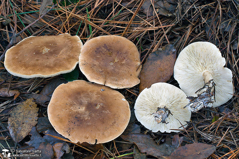 Leucopaxillus gentianeus foto 4