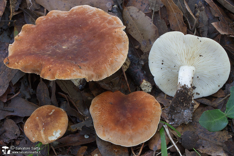 Leucopaxillus gentianeus foto 5