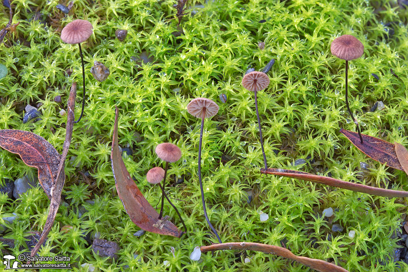 Marasmius androsaceus foto 1