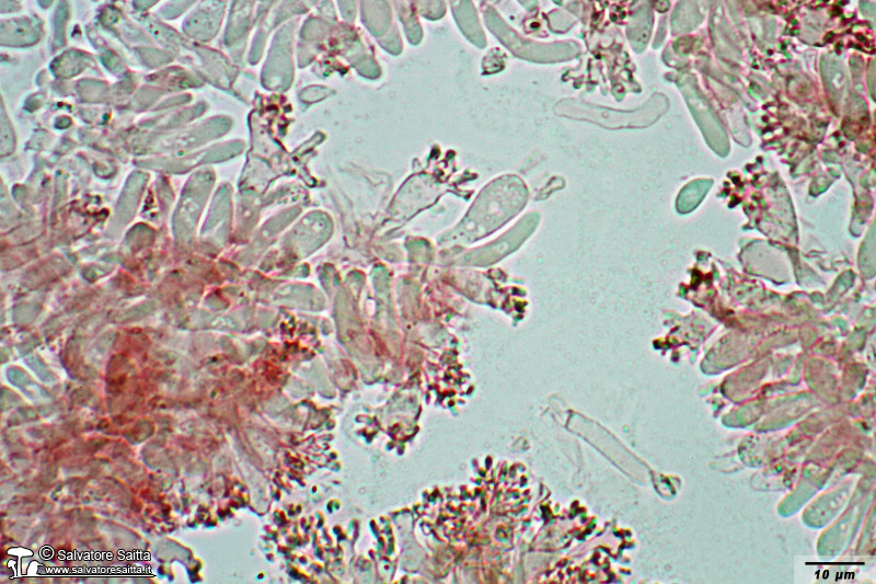 Marasmius androsaceus cheilocistidi foto 1