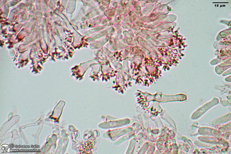Marasmius androsaceus cheilocistidi foto 2