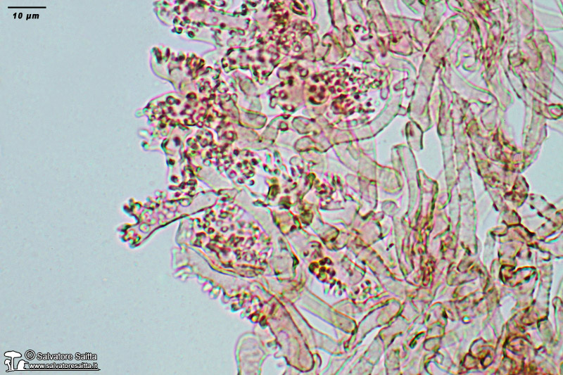 Marasmius androsaceus cuticola foto 1