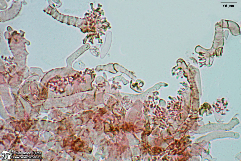 Marasmius androsaceus cuticola foto 2