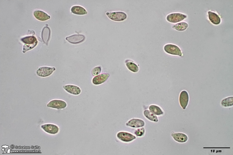 Marasmius androsaceus spore foto 1
