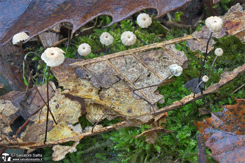 Marasmius bulliardii foto 1