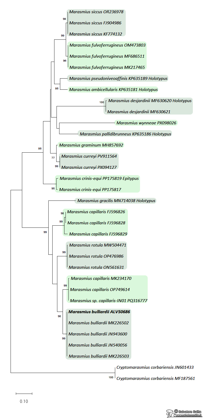 Marasmius bulliardii albero filogenetico foto 1