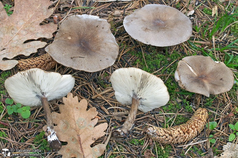 Melanoleuca tristis foto 1