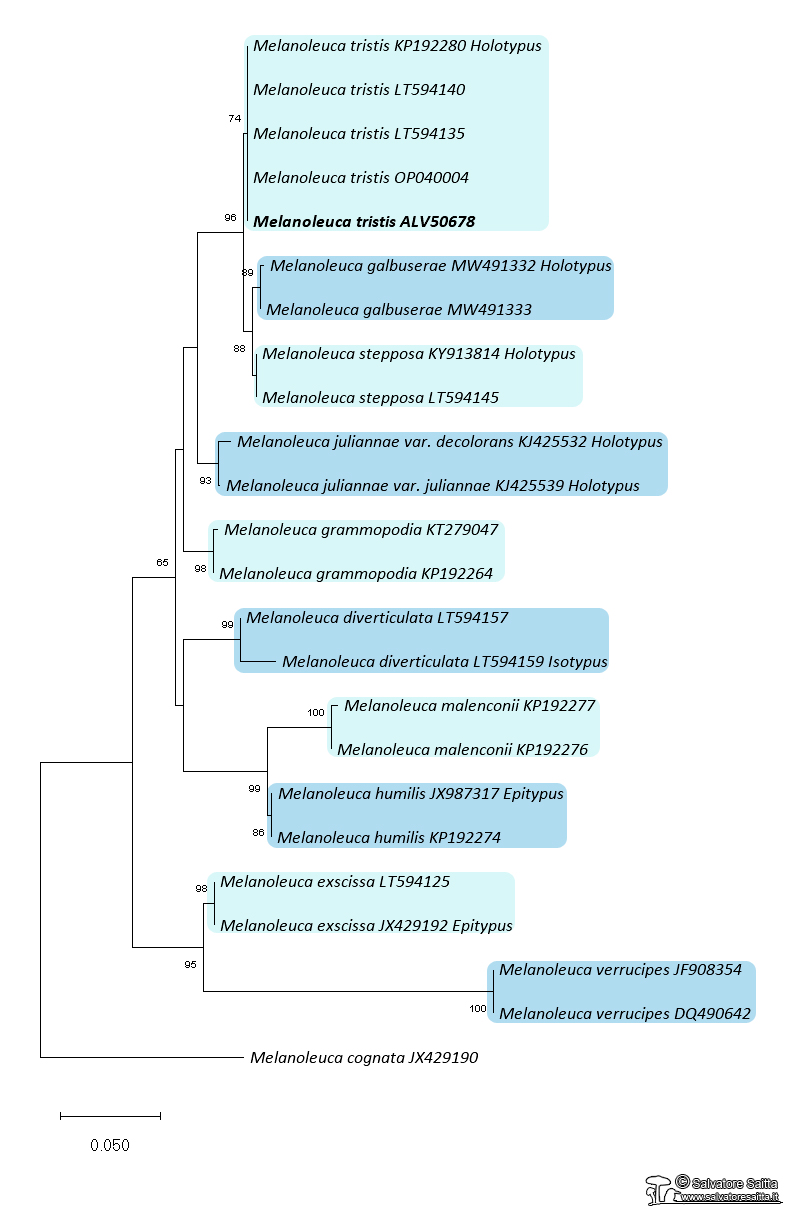 Melanoleuca tristis albero filogenetico foto 1