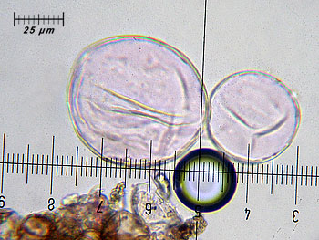 coprimicaceus_cutis1 (39K)