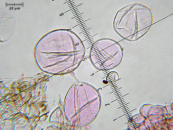coprimicaceus_cutis2 (41K)