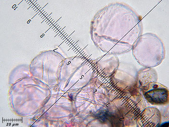 coprimicaceus_cutis4 (40K)