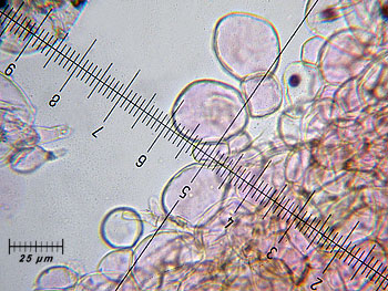 coprimicaceus_cutis5 (48K)