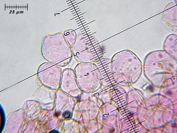 coprimicaceus_cutis6 (43K)