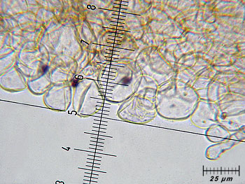coprimicaceus_cutis7 (43K)