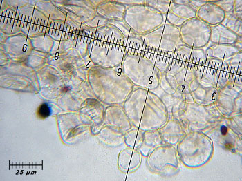 coprimicaceus_cutis8 (42K)