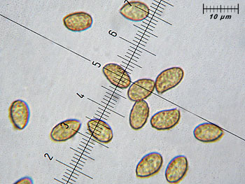 cortdecipiens_spore4 (39K)