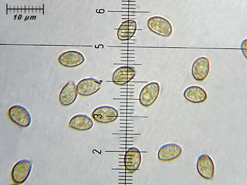 cortinariussp1_spore3 (27K)
